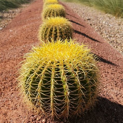 Golden Barrel Cactus Golden Barrel Cactus