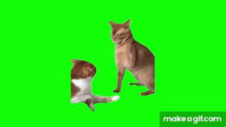 Green Screen Cat Hits Another Cat Meme On Make A Gif Green Screen Cat Hits Another Cat Meme On Make A Gif