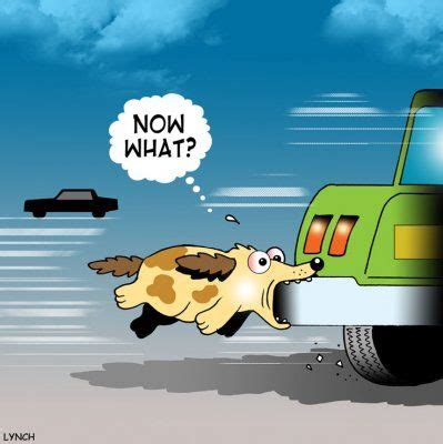 Hehe Chasing Cars Online Dog Training Funny Pictures Hehe Chasing Cars Online Dog Training Funny Pictures