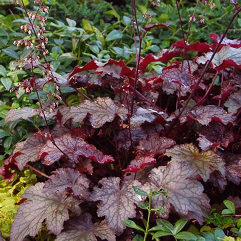 Heuchera Purple Palace
