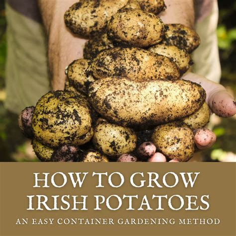 How Do You Plant Irish Potatoes