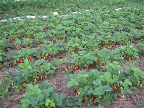 How To Grow Strawberries In Arizona How To Grow Strawberries In Arizona