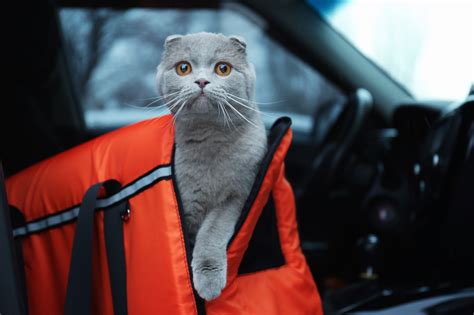 How To Prevent Motion Sickness In Cats Adventure Cats How To Prevent Motion Sickness In Cats Adventure Cats