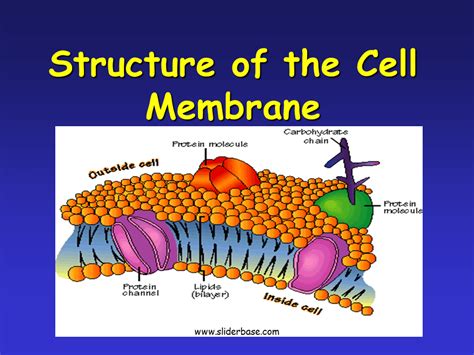 How To Remember Cell Membrane How To Remember Cell Membrane