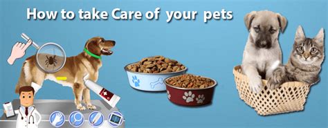 How To Take Care Of Pets Everything You Need To Know How To Take Care Of Pets Everything You Need To Know