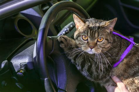 How To Transport A Cat Animal Behavior College