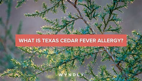 How To Treat Cedar Fever