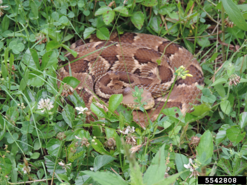 Identifying Copperhead Snakes Home Garden Information Center Identifying Copperhead Snakes Home Garden Information Center