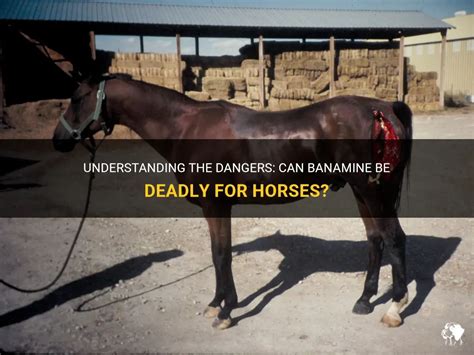 Im Banamine Horse