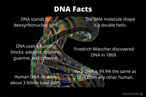 Interesting DNA Facts Revealed