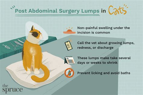 Is A Belly Lump Normal In Cats After Spay Surgery Is A Belly Lump Normal In Cats After Spay Surgery