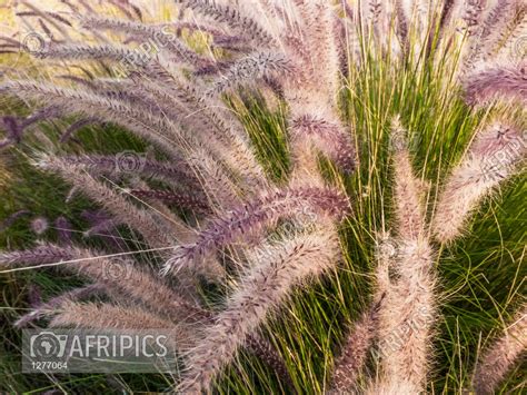 Is Fountain Grass Invasive Is Fountain Grass Invasive