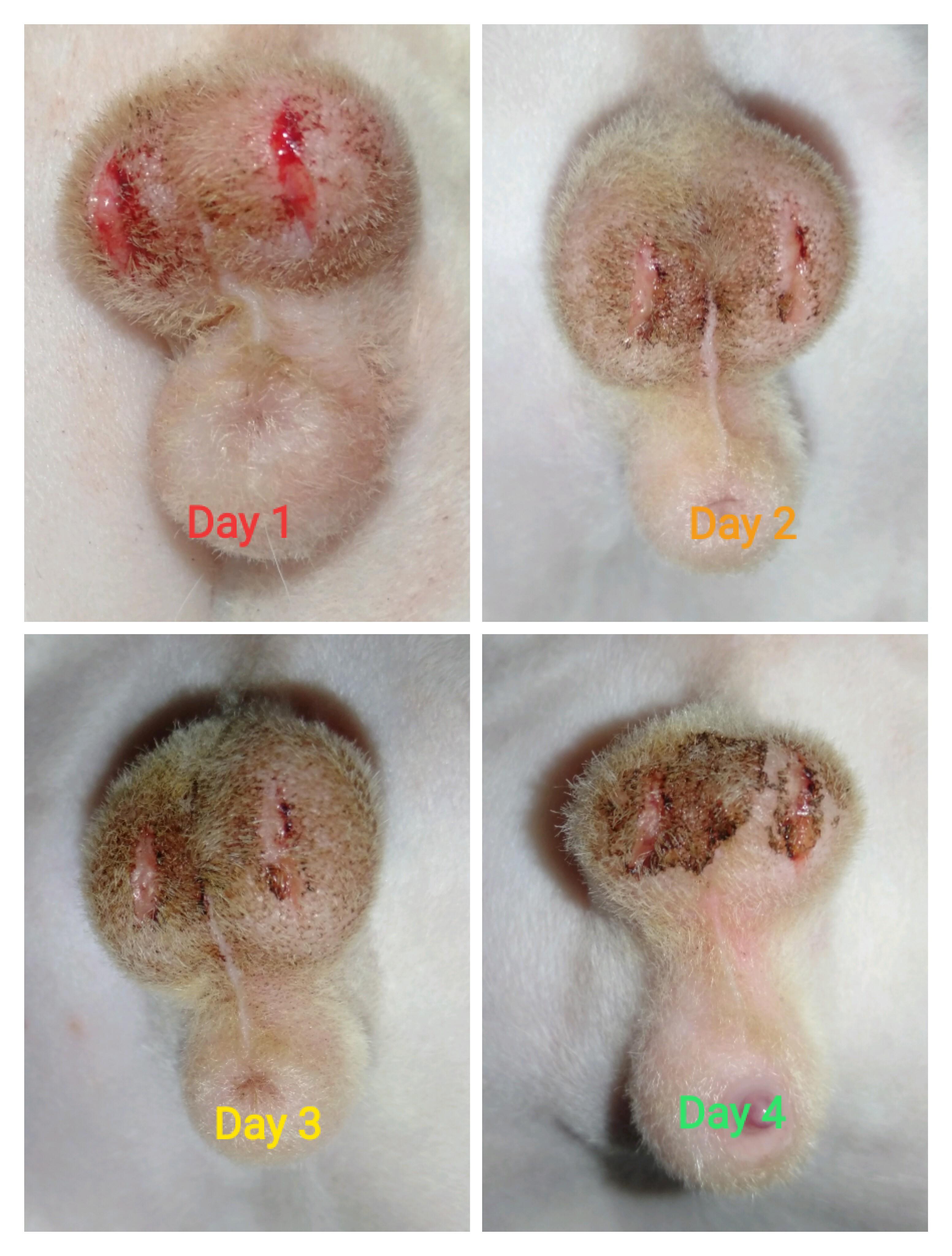 Is My Cat S Neuter Incision Healing Okay R Vet Is My Cat S Neuter Incision Healing Okay R Vet