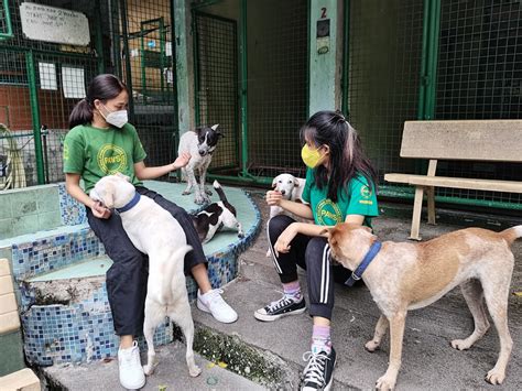Kapon For All Pets The Philippine Animal Welfare Society Kapon For All Pets The Philippine Animal Welfare Society