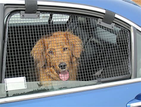 5 Ways Keep Dog Cool
