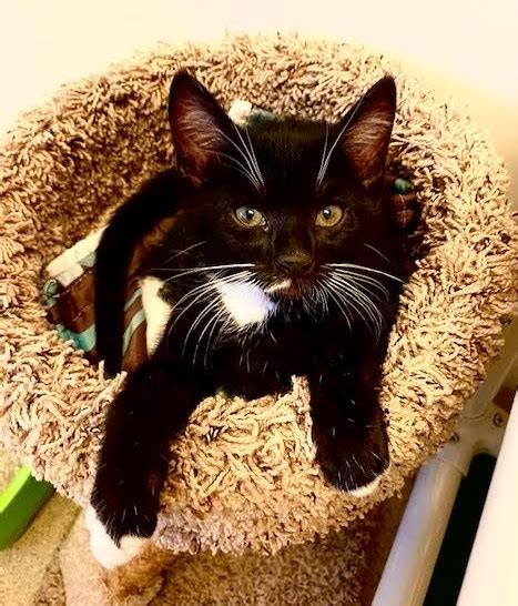 Kitten Fergus Seal Beach Animal Care Center Kitten Fergus Seal Beach Animal Care Center