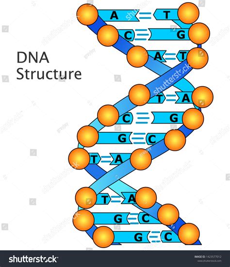 Label Dna Model
