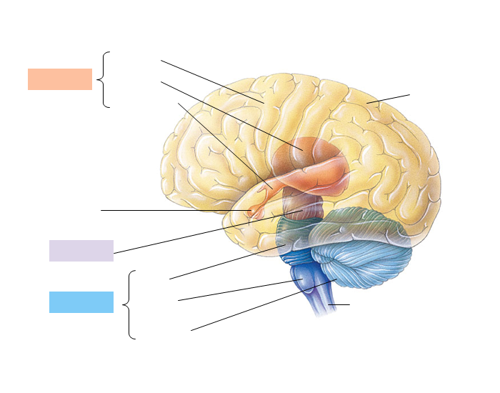 Label The Brain Worksheet