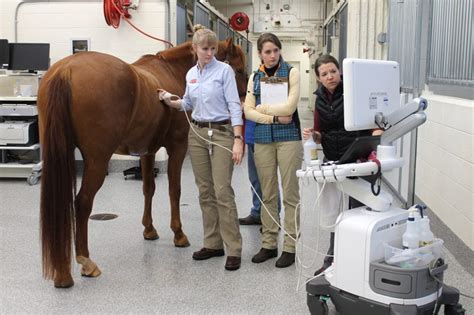 Large Animal Medicine Veterinary Teaching Hospital Virginia Tech Large Animal Medicine Veterinary Teaching Hospital Virginia Tech