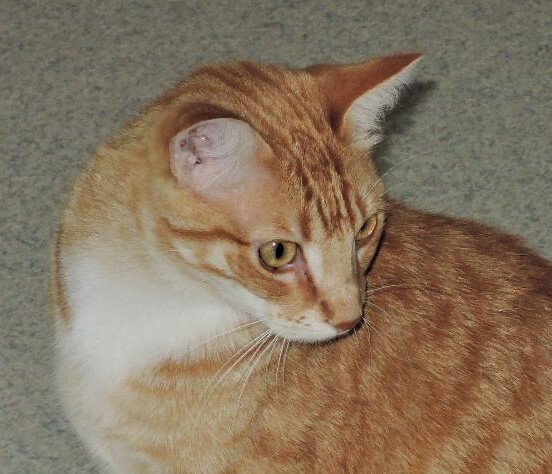 Las Cruces Nm Domestic Shorthair Meet Artichoke A Pet For Adoption Las Cruces Nm Domestic Shorthair Meet Artichoke A Pet For Adoption
