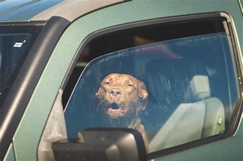 Dogs in Cars Law
