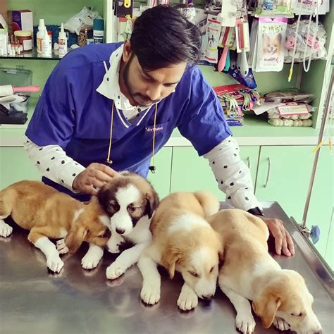 Little Paws Vet Clinic 919560816099 Pet Clinic In Chhattarpur Pet Little Paws Vet Clinic 919560816099 Pet Clinic In Chhattarpur Pet