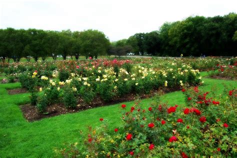 Lyndale Park Rose Garden Photos
