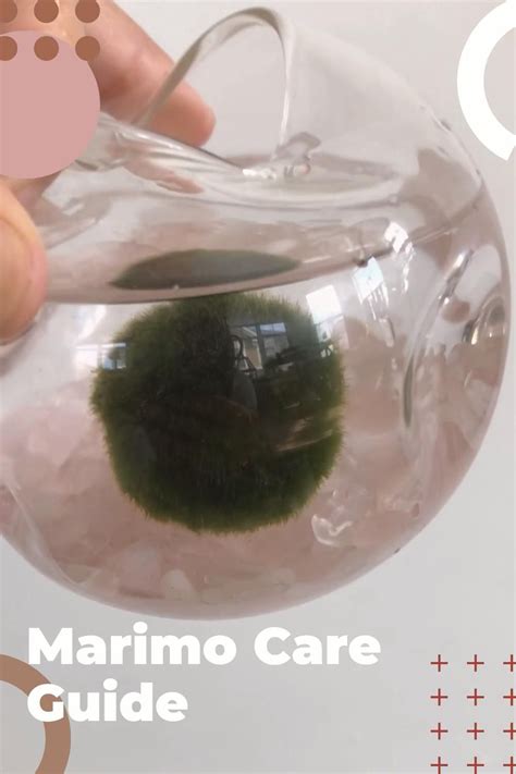 Marimo Moss Ball Care Guide Artofit Marimo Moss Ball Care Guide Artofit