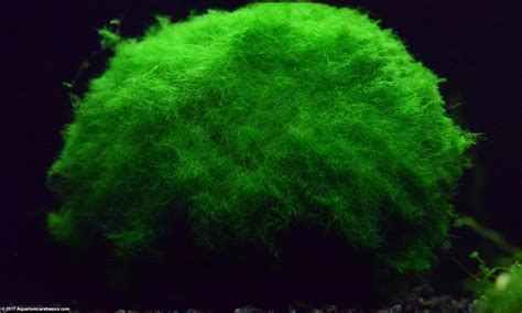Marimo Moss Ball Care Water Parameters Lighting Video Marimo Moss Ball Care Water Parameters Lighting Video