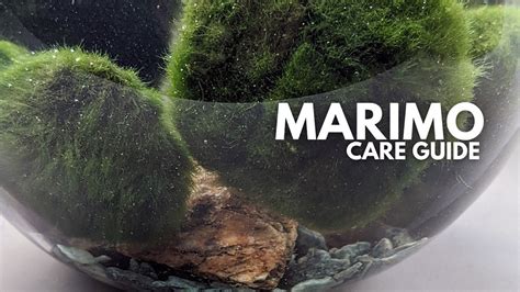 Marimo Moss Balls Care Guide Tips And Info Ourhouseplants Marimo Moss Balls Care Guide Tips And Info Ourhouseplants