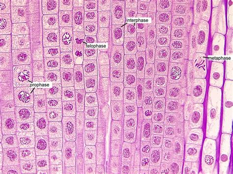Mitosis Of Onion Root Tip