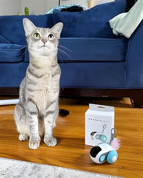 Mittens And His New Remote Controlled Cat Toy R Catloversgroup Mittens And His New Remote Controlled Cat Toy R Catloversgroup