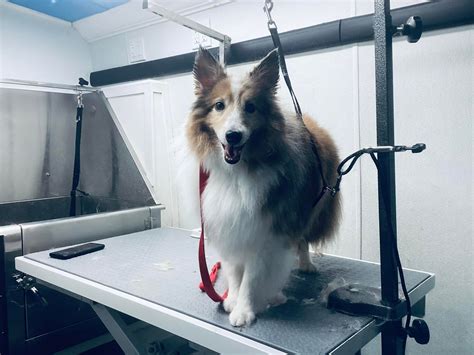 Mobile Dog Grooming Columbus Ohio Services