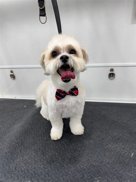 5 Tips Mobile Dog Grooming