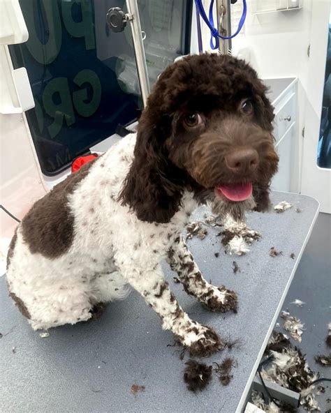Mobile Pet Grooming Miami Doral Weston Fort Lauderdale Mobile Pet Grooming Miami Doral Weston Fort Lauderdale