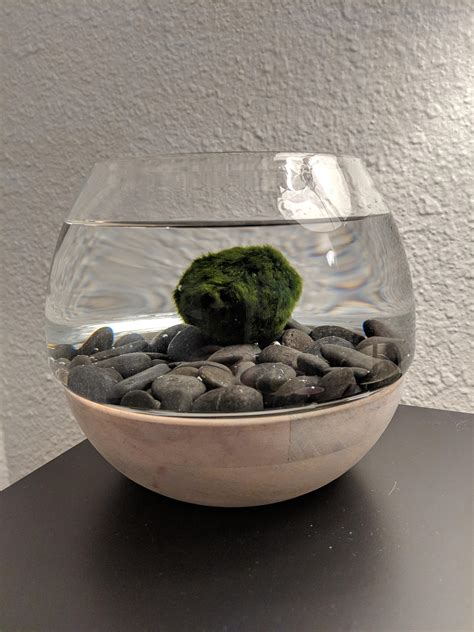 5 Tips Moss Ball Care 5 Tips Moss Ball Care