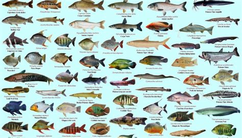 Most Common Fish To Catch