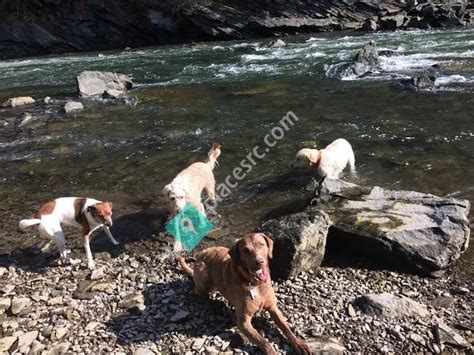5 Tips Mountain Dog Day Care
