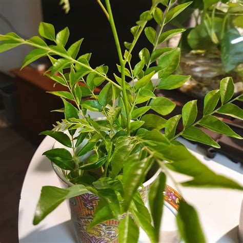 Murraya Koenigii Plant Care