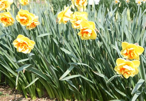 Narcissus Kiwi Sunset Plants Oak Leaf Gardening Narcissus Kiwi Sunset Plants Oak Leaf Gardening