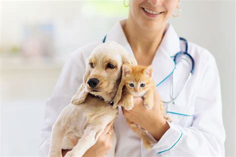 New Pet Care Center North Orange Animal Hospital New Pet Care Center North Orange Animal Hospital