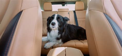 Nissan S Top 5 Dog Friendly Cars Greg Vann Nissan Blog Nissan S Top 5 Dog Friendly Cars Greg Vann Nissan Blog