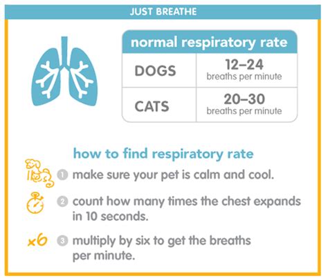 Normal Respiratory Rate Dogs