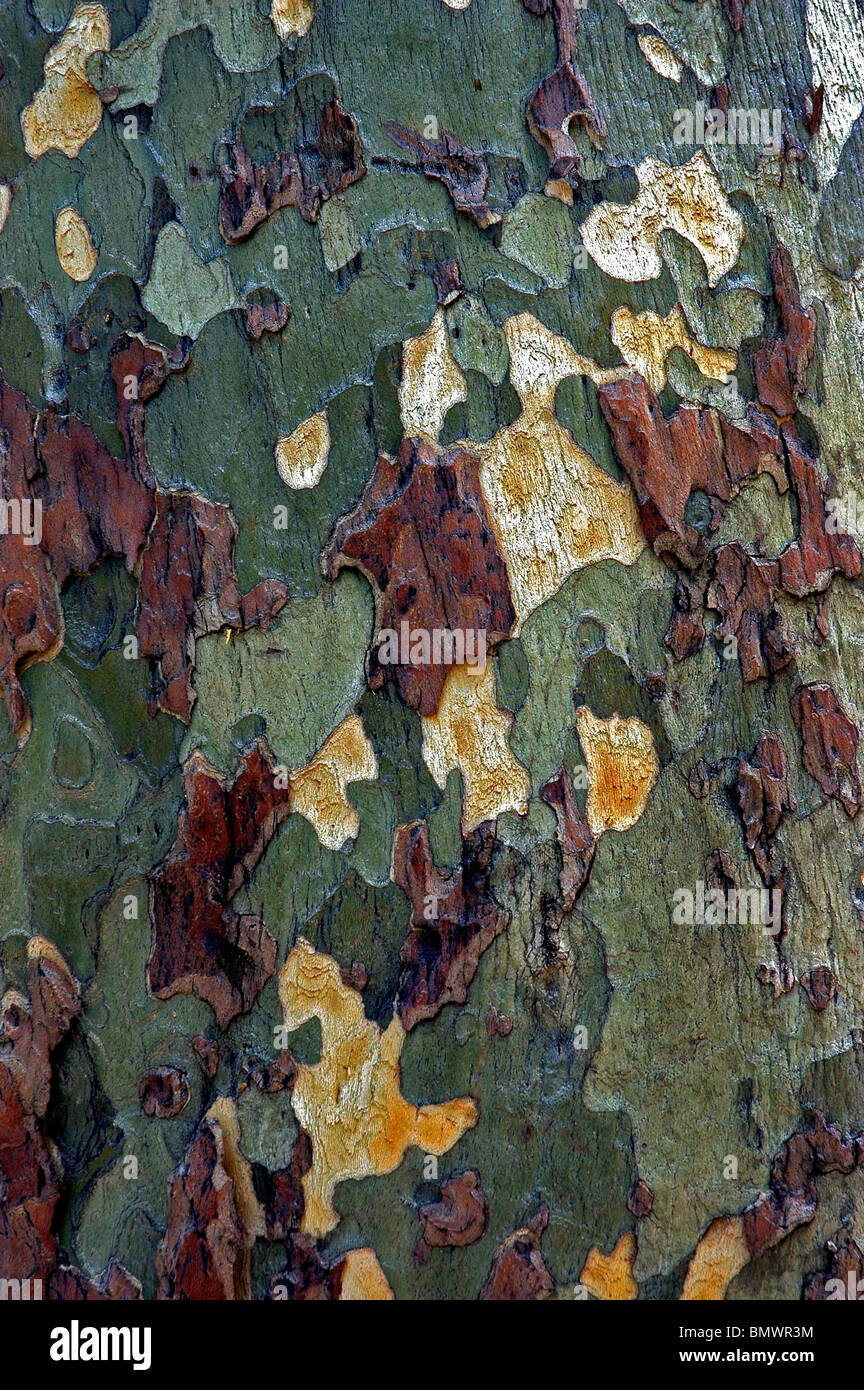 Oak Tree Az