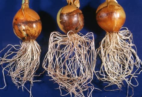 Onion Bulbs And Roots Usda Onion Lab Onion Bulbs And Roots Usda Onion Lab