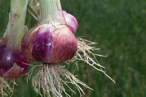 Onion Root Onion Root
