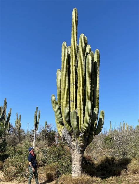 Pachycereus Pringlei