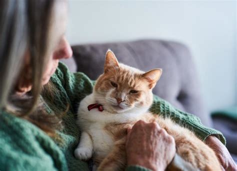 Palliative Care for Cats