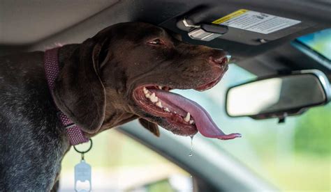 Panting Dog In Car Panting Dog In Car