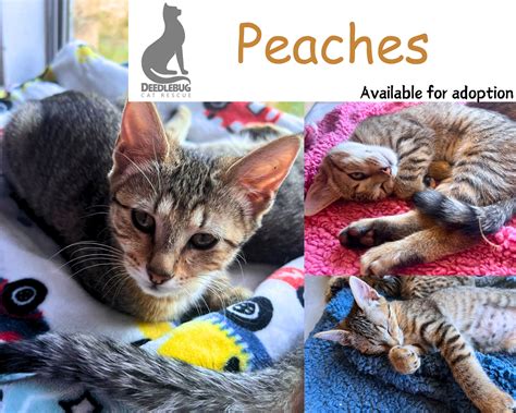 Peaches Deedlebug Cat Rescue Peaches Deedlebug Cat Rescue